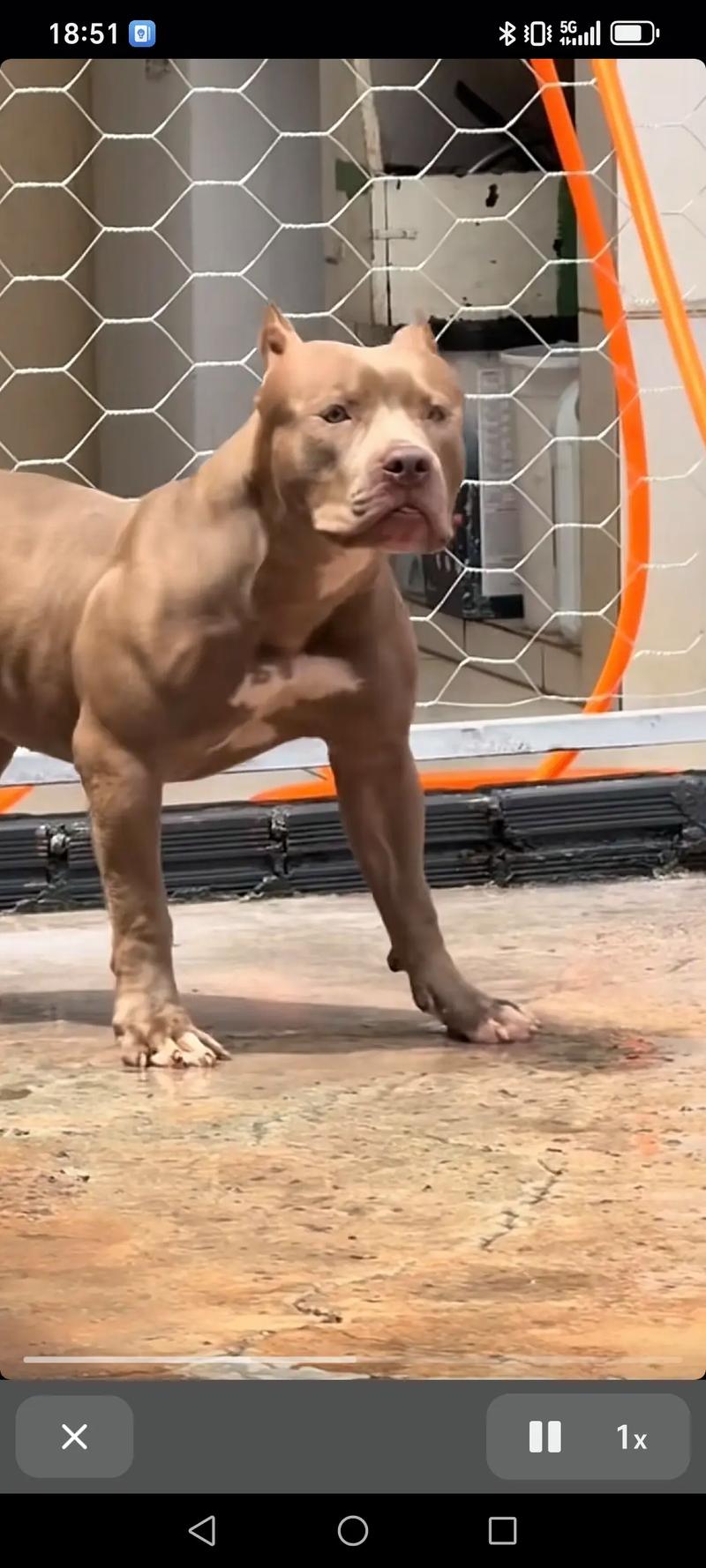 比特币犬图片：比特币狗