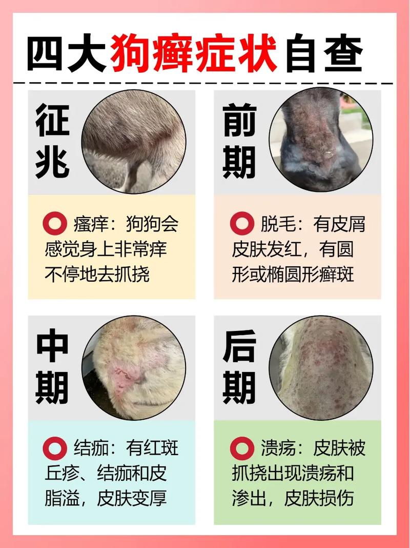 币圈热议，狗藓币是什么？深度解析其特点与风险